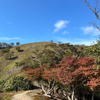 ちょっと紅葉