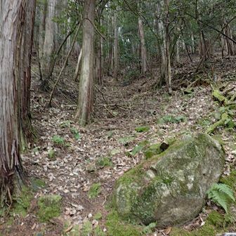 下山中、もう一度さっきの竪堀に出会いました。長いですね。