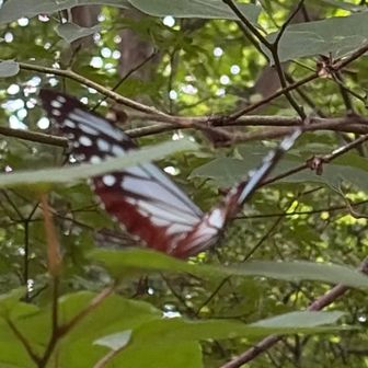 アサギマダラが、飛んでます😍