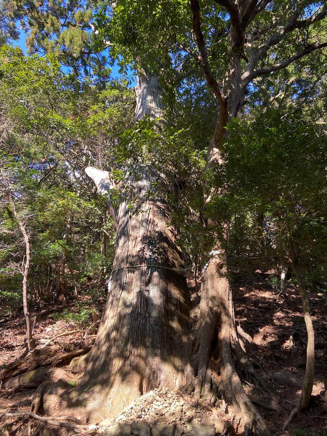 下山途中、こんなところに御神木
