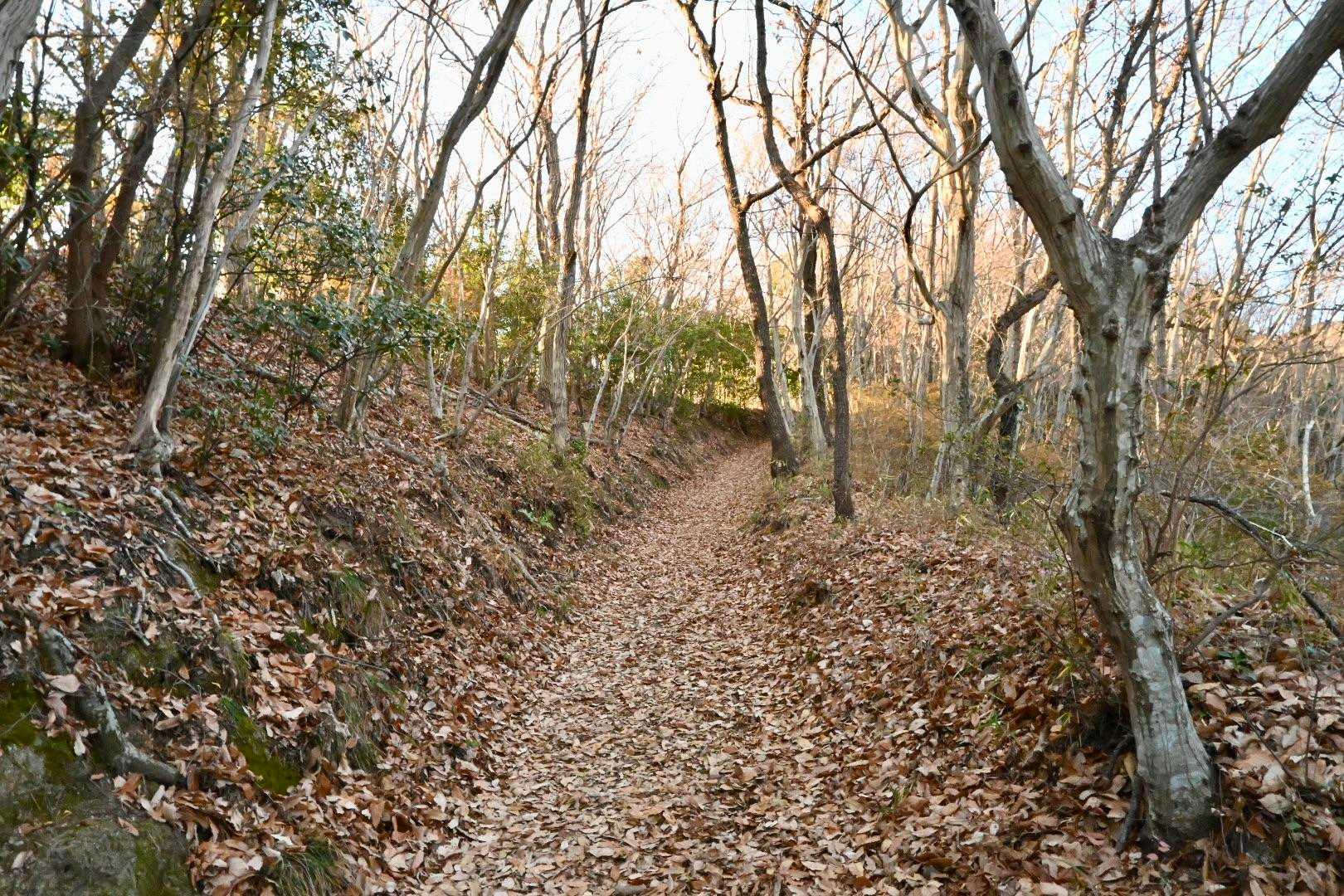 落葉いっぱい。
確かに山火事注意だ。