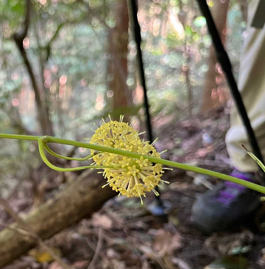 珍しい花を見つけました😊
幹が四角形⏹です🤔