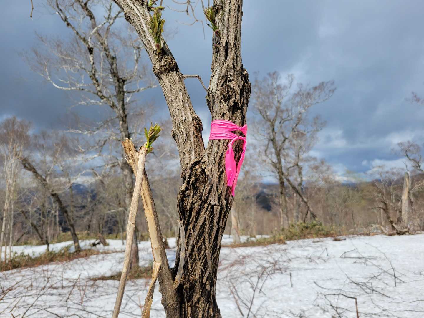 ここを山頂とするっ🎀