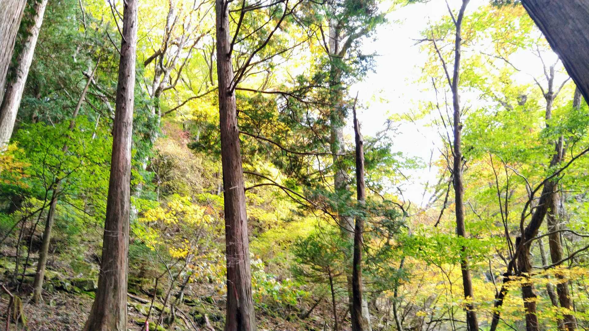 西山越　-沓掛山-黒森山 往復コースの写真