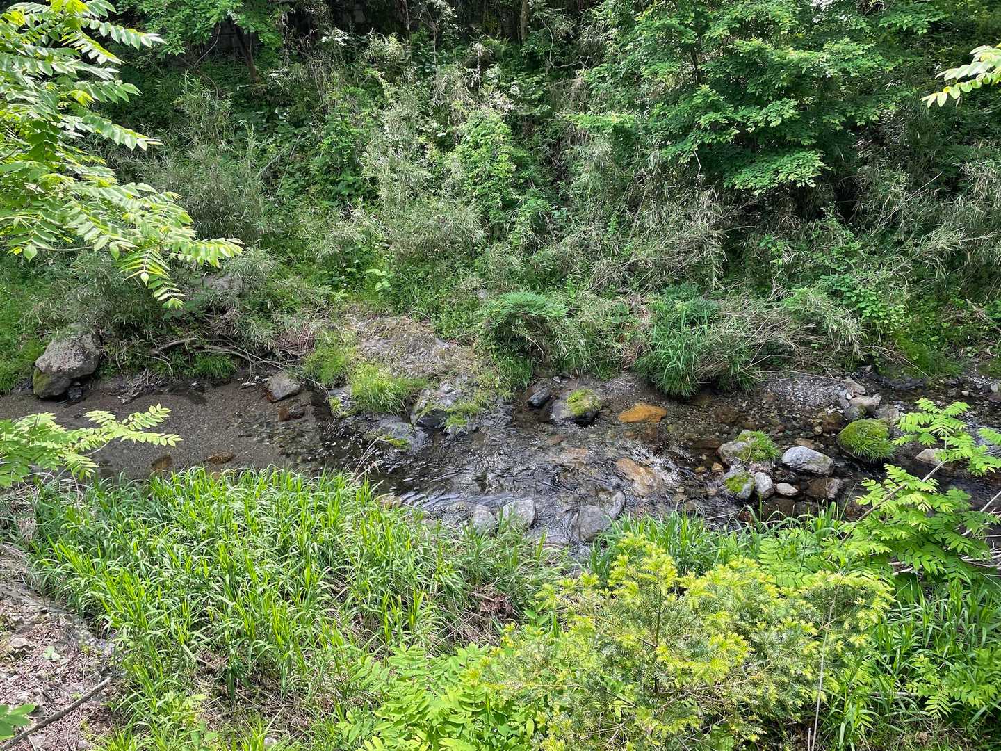 小川を渡ったらすぐに右に曲がり、小川沿いの道を歩きます🚶‍♀️