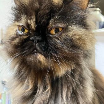 おさるのじょーじ