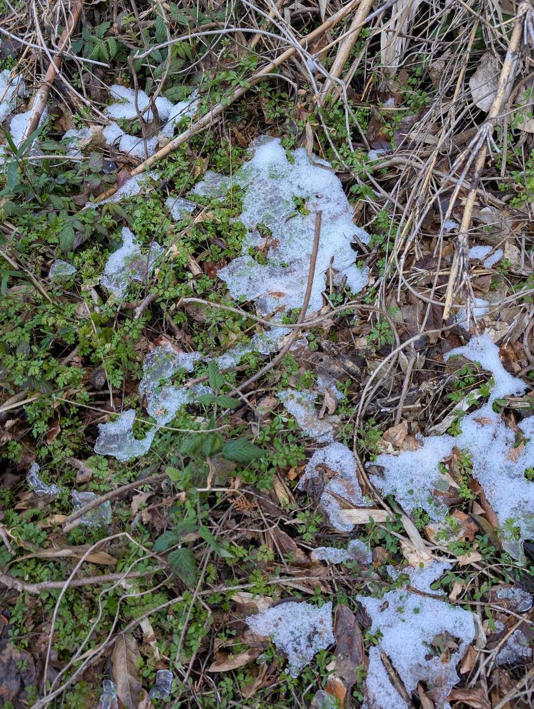雪が残っています