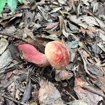いろいろな🍄