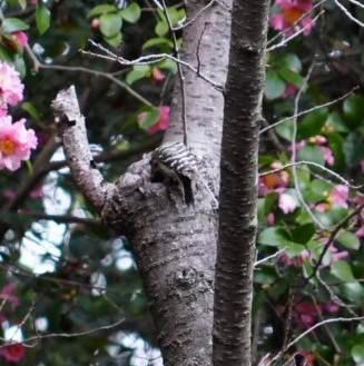 
　　　コゲラ

　　　　　背中の柄が幹と同じ
　

　　　　拡大するとぼやーっ😭
