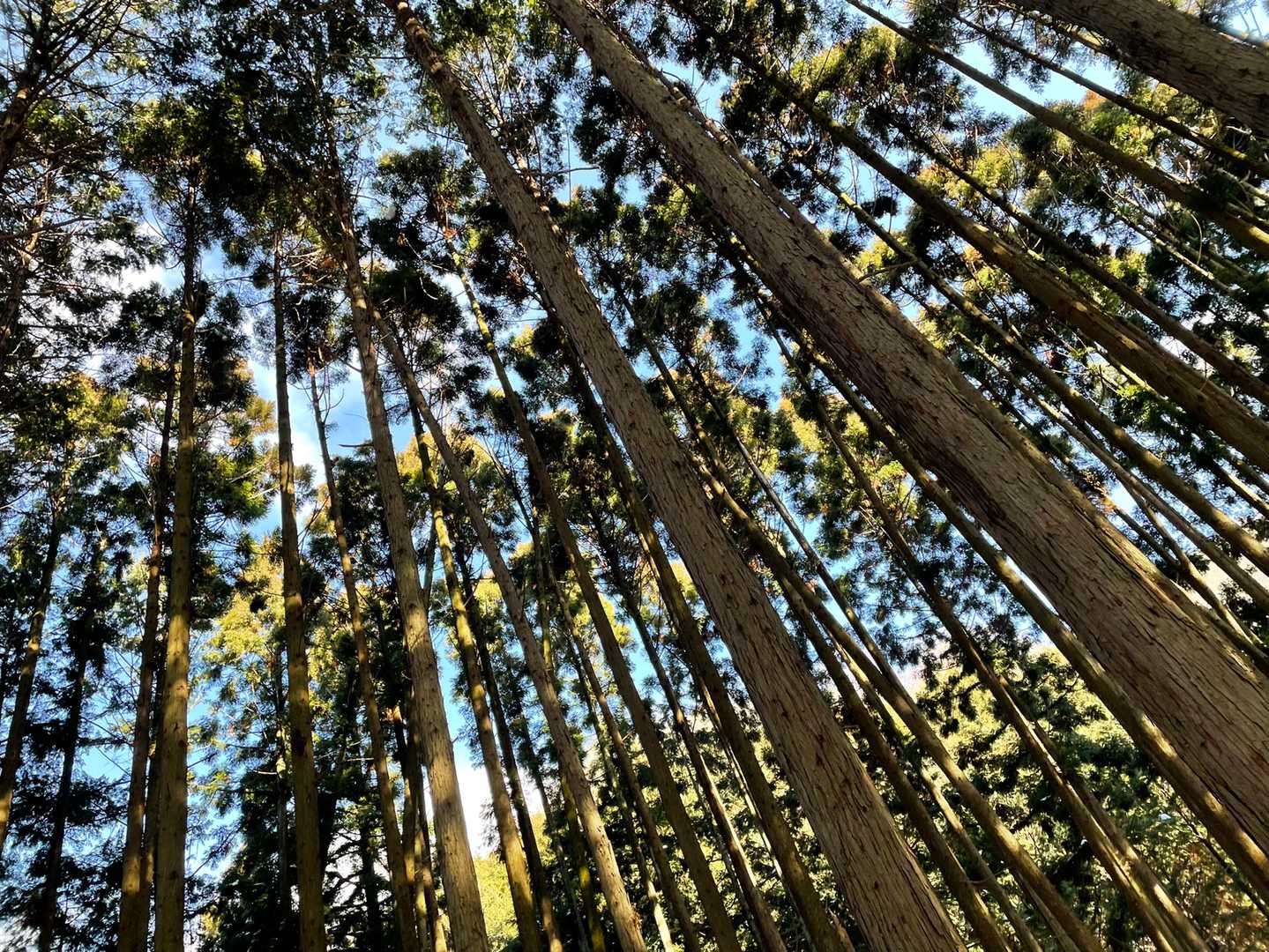 荒神峠-愛宕山-清滝バス停 縦走コースの写真