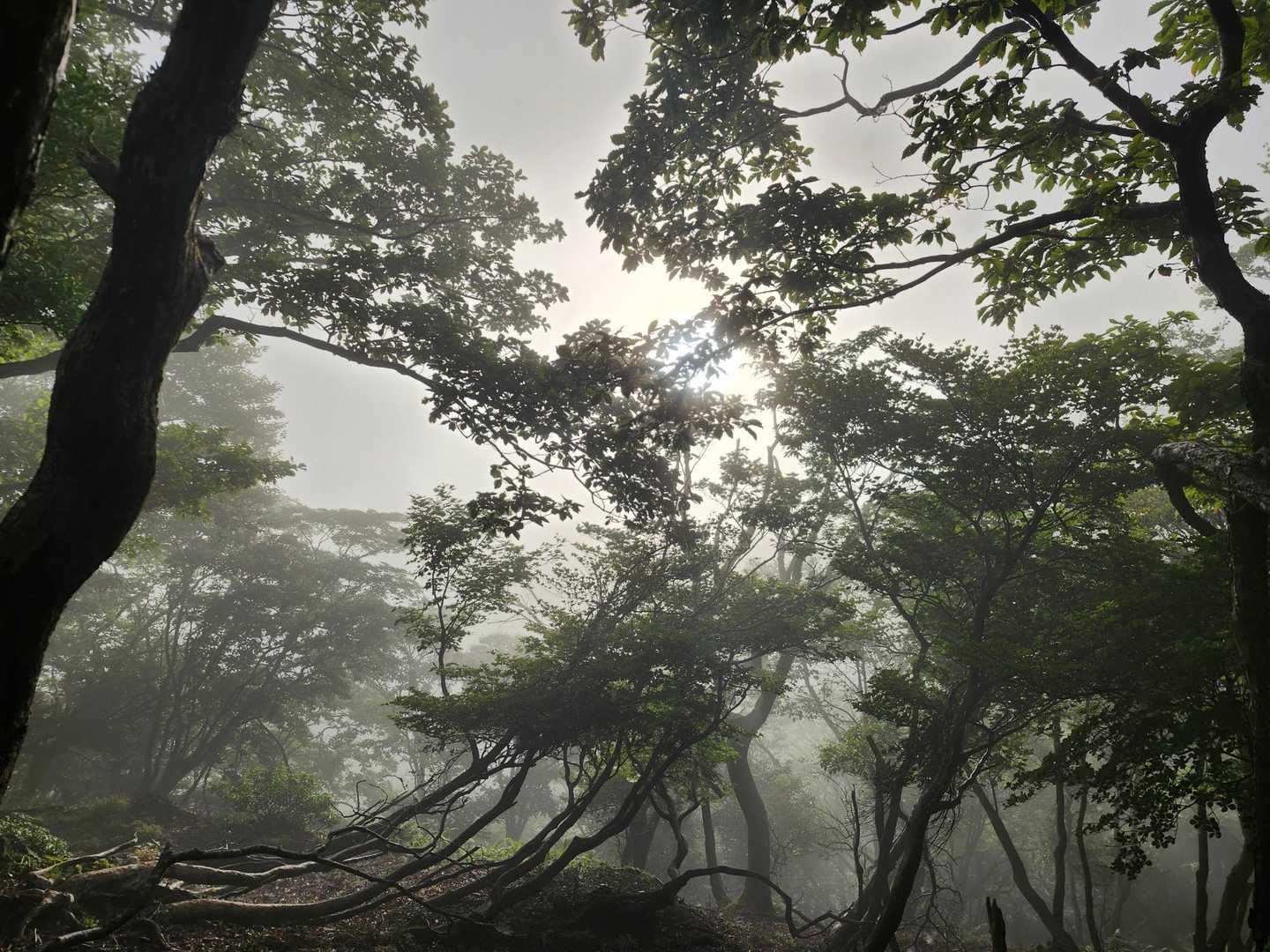 幻想的