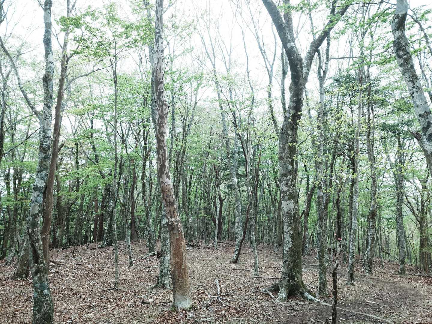 緑の向こう側も緑