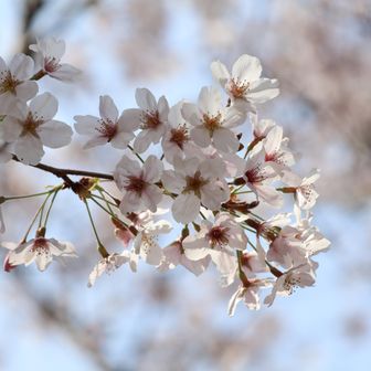 横山から香貫山山頂に行くときに通る道です