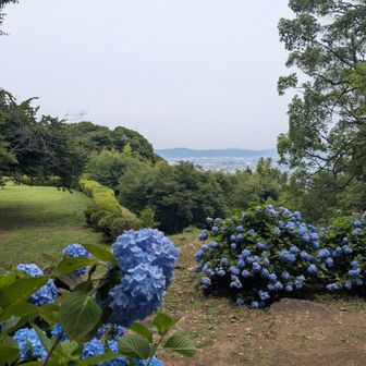 あじさいも綺麗
