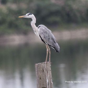蒼鷺