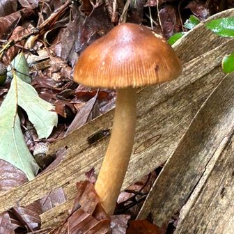 🍄きのこ祭り🍄‍🟫もまだ開催中🙌
