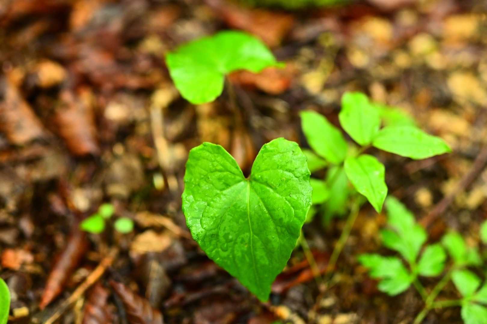 ハートだね🍀
