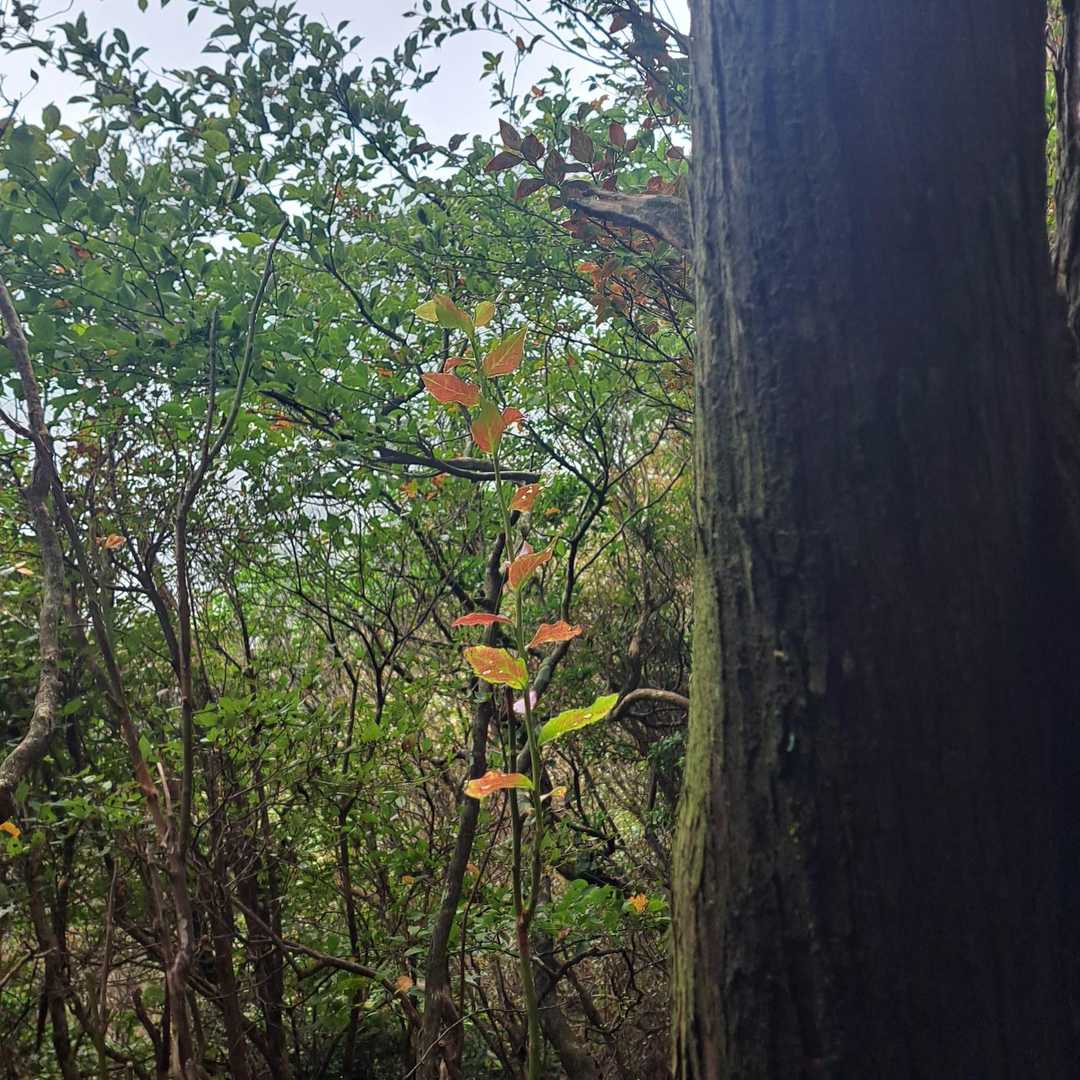 秋色