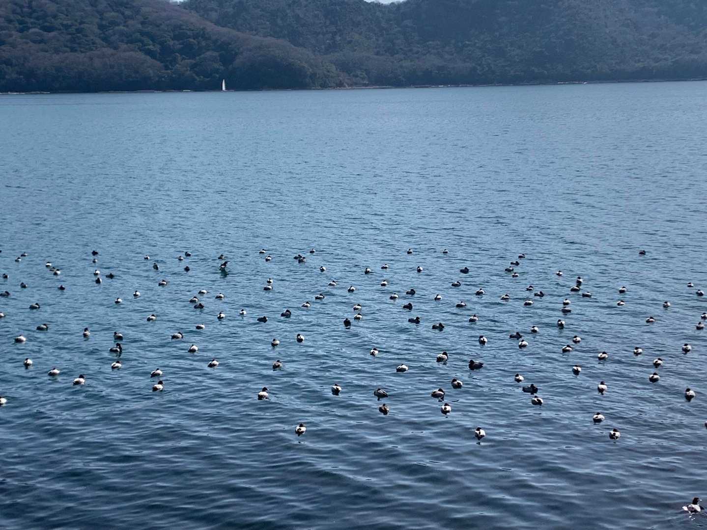渡り鳥？