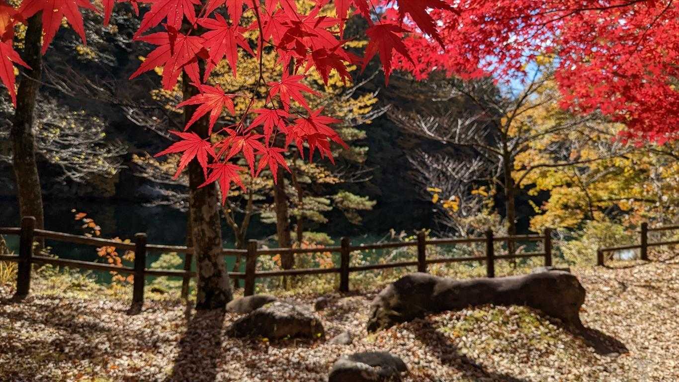 あじさい公園のイロハモミジ
