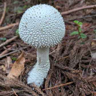 沢山白オニタケ見た中で此れが一番色白の別嬪さんだった。