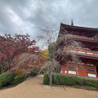 三重の塔春には桜が🌸素敵らしい
