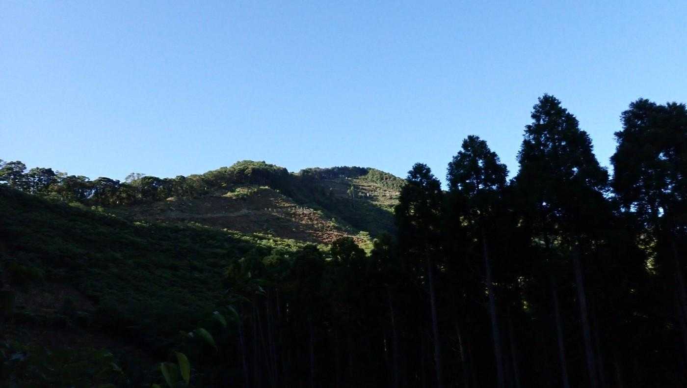山頂が見えた。
