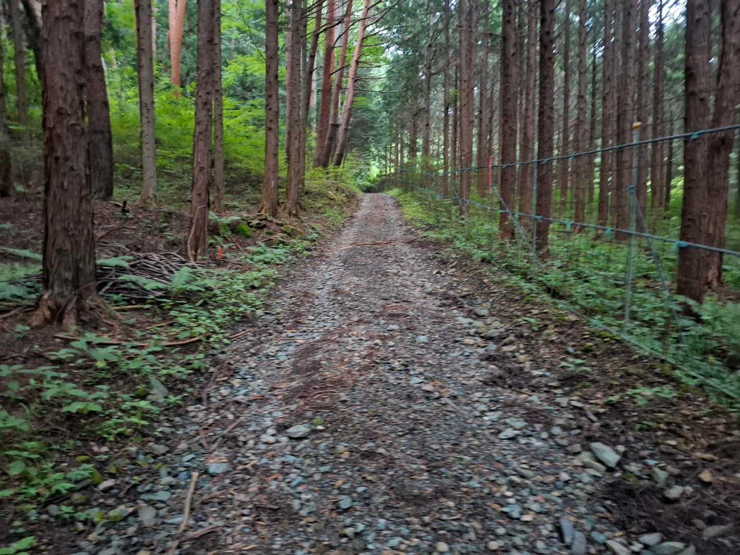 林道歩きます
