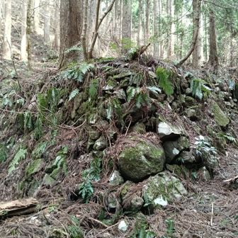 登山道横は石垣で段々になっている。隠し田でしょうか？