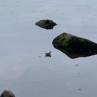 水鳥が気持ちよさそうに進んでます