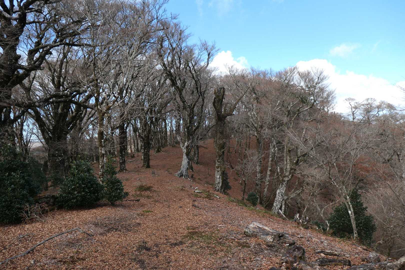 天城峠バス停-天城峠-二本杉峠-滑沢峠-つげ峠-猫越峠-水 縦走コースの写真