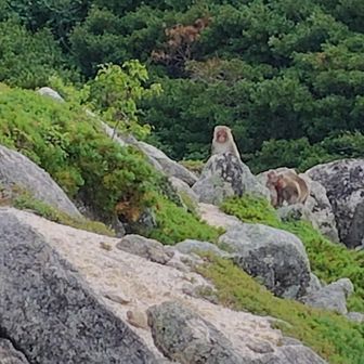 ニホンザル