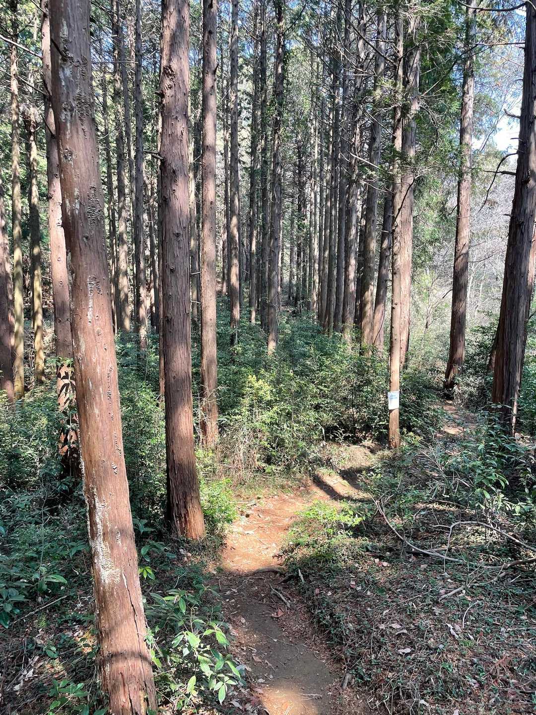 ずっと歩きやすいルートが続きます。