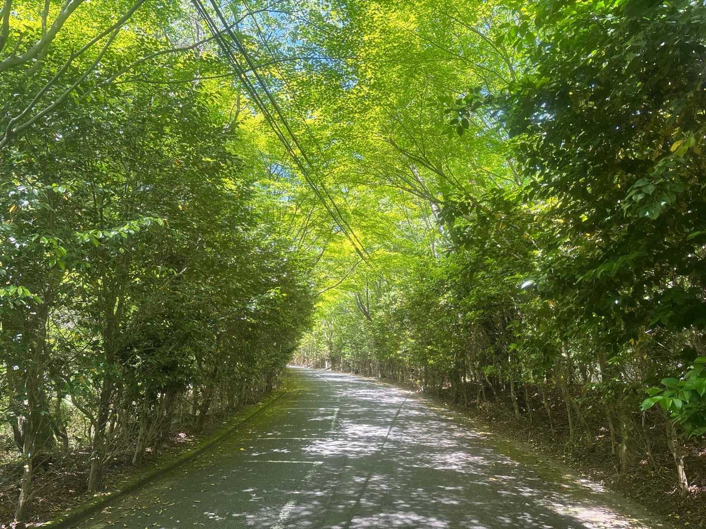 こちらももみじのトンネル🍁