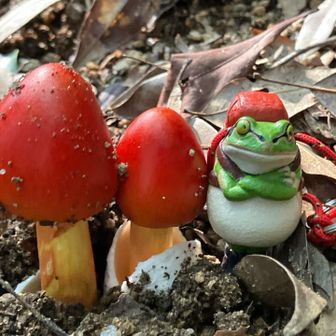 🍄🍄🐸
