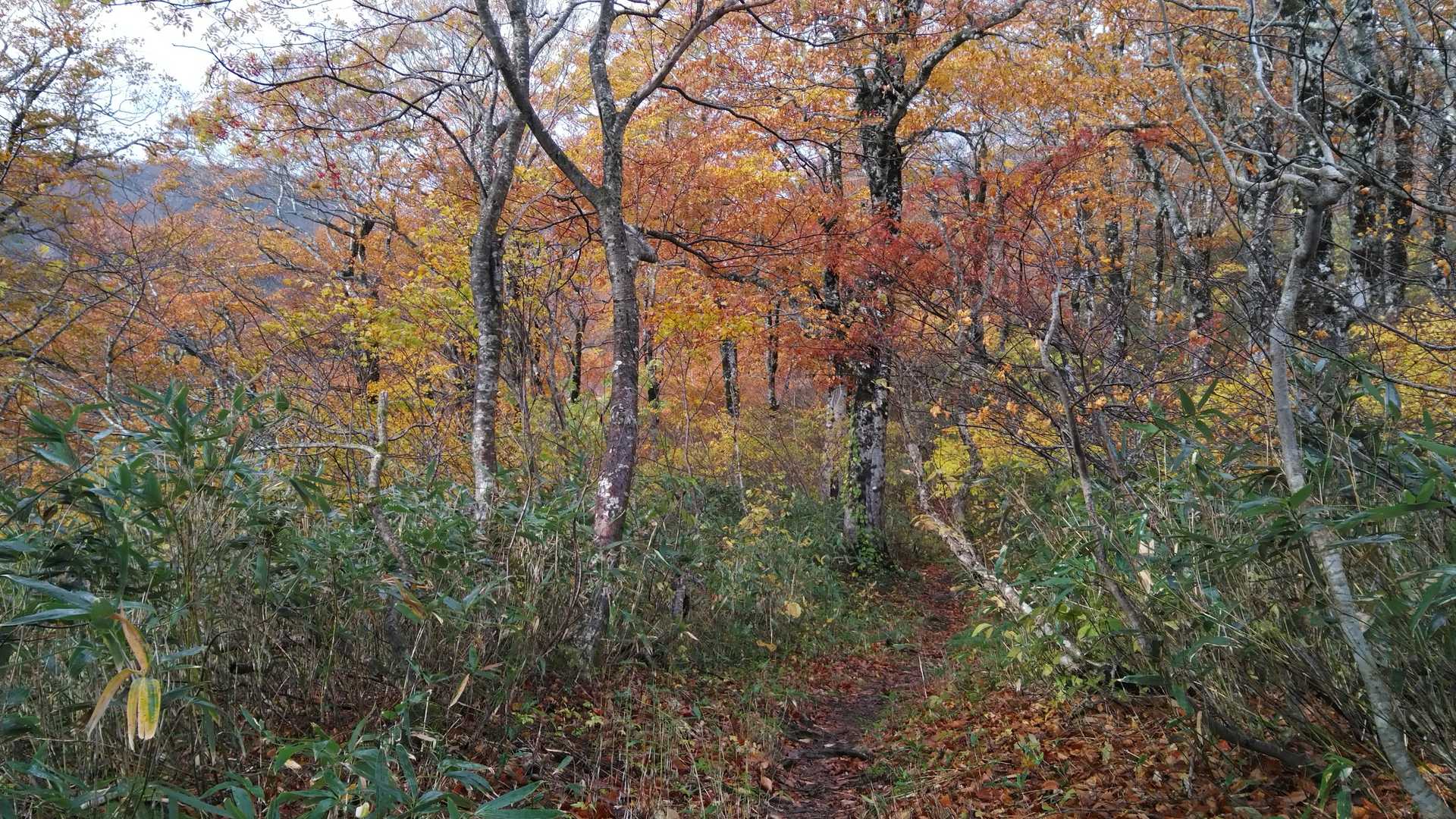 イイ感じ🍁