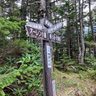 箕冠山。
そして分岐。
とりあえず根石岳まで。