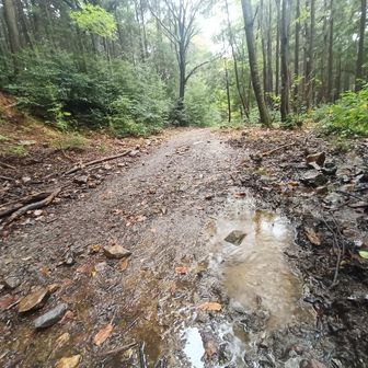 水たまりの雨の波紋撮ろうとしたけどうまく取れず😅