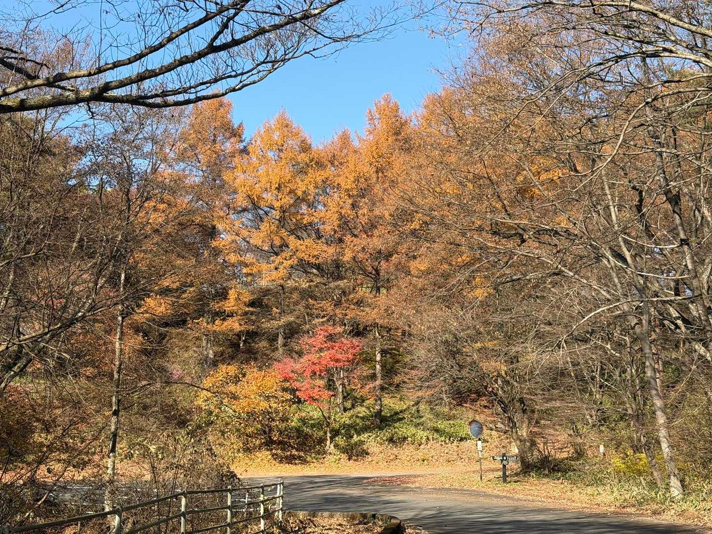 紅葉メチャ綺麗！