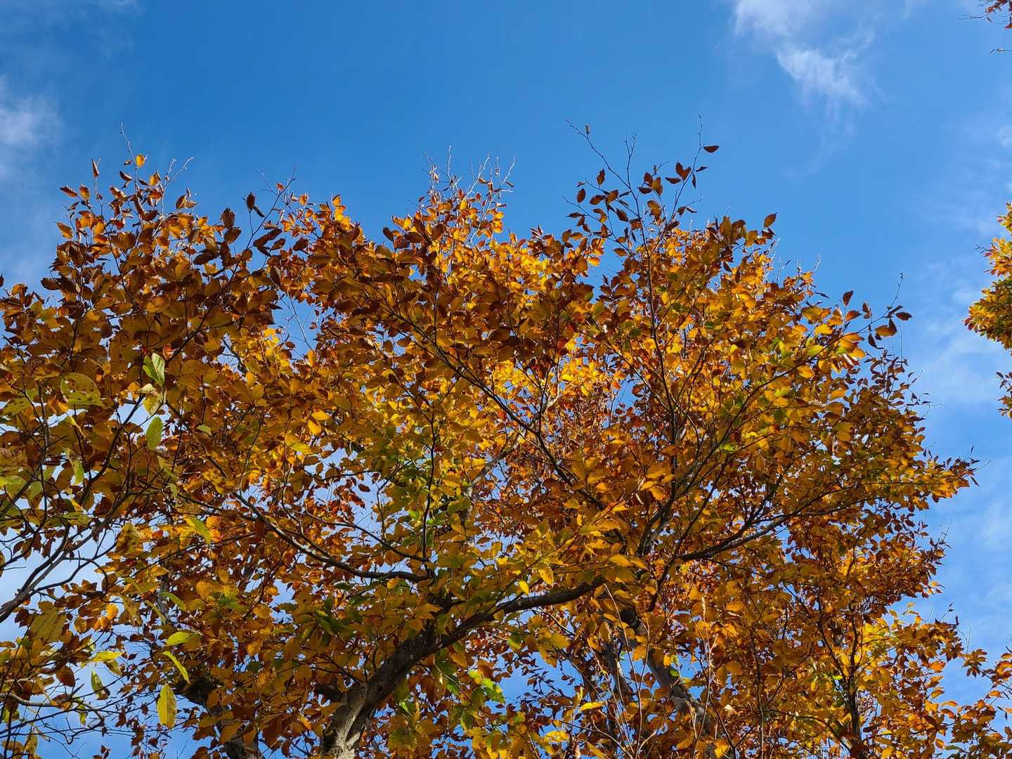💕青空だと🍁映えますね～✨
