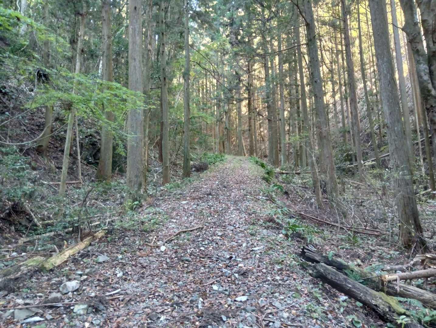 荒れた林道を😨🚶