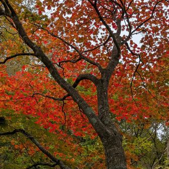 楓の紅葉🍁