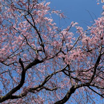 青空に映えるねーッ🩷