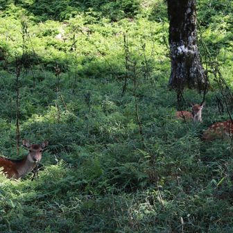鹿がたくさんいました🦌座ってこっち見てる🤭ご家族？