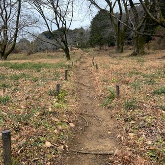 越生町役場。今日は臨時駐車場になっていて、停められずで少しバタバタ。雨降る前に歩きたいなぁと。この時は