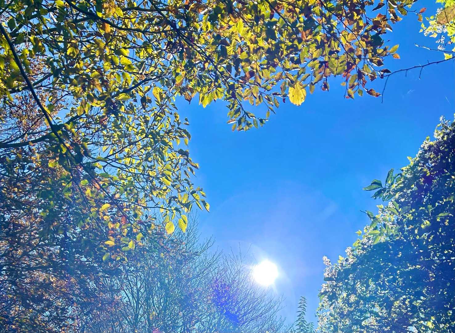 紅葉の見頃はこれからですね🍁