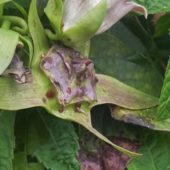 ツルニンジンさんの花が落ちたあとの実です