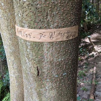 「看板ドロボー」と書かれています。以前から 看板壊したり、ピンクテープ剥がしたりする人がいると 噂で聞いています。みんな山を楽しむために来ています。そんなイタズラしないでください。