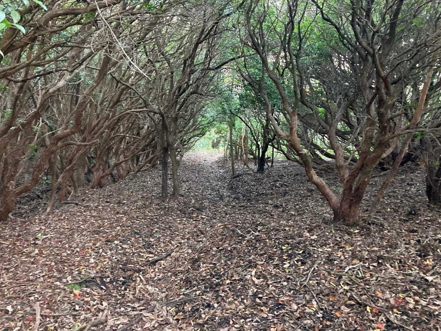 ちと長い下山道