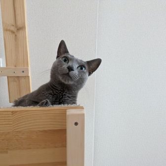 ソーニャの山登り